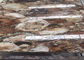 Petrified Wood Semi Precious Stone Slabs Smooth Surface Customized Cut supplier